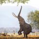 MANA POOLS NATIONAL PARK. Foto - The Points Guy