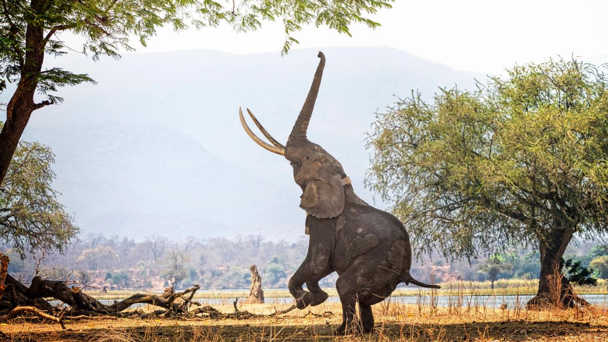 MANA POOLS NATIONAL PARK. Foto - The Points Guy