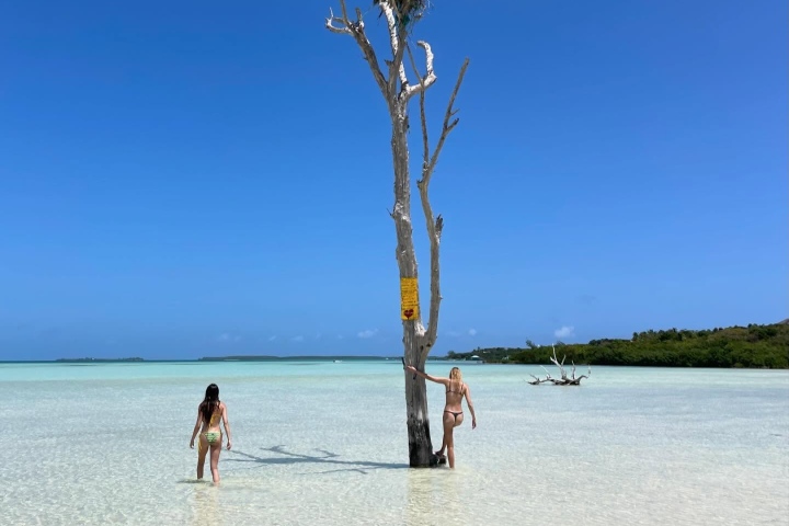 10. Viajeras con árbol seco en Harbour Island. Foto - @chane_husselmann (Instagram)