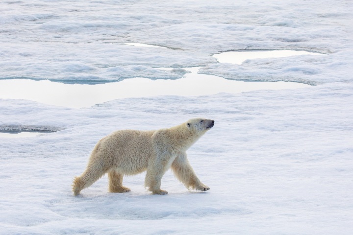 2. Oso polar. Foto - Archivo Quark Expeditions