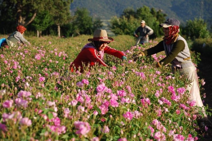 3. Campesinas en campo de flores de Isparta. Foto - guneykent