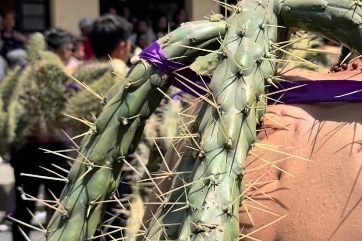 3. Espinas durante la procesión del nopal. Foto - @saladeprensamich (Instagram)