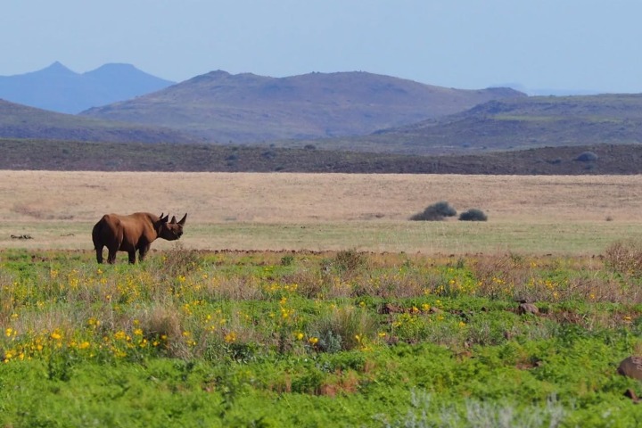 3. Rinoceronte en Namibia. Foto - Wilderness (Facebook)
