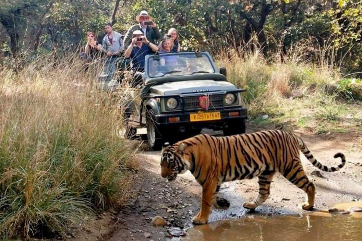 3. Tigre en el Parque Nacional de Ranthambore. Foto - Ranthambore National Park