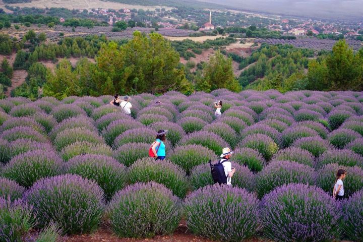 4. Campo de lavandas de Kuyucak. Foto - Isparta İl Müdürlüğü