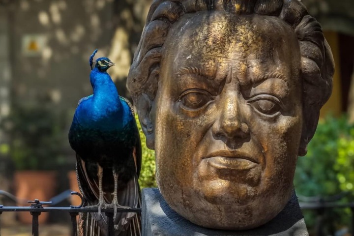 4. Pavorreal en el Museo Dolores Olmedo. Foto - @elolmedomx (Instagram)