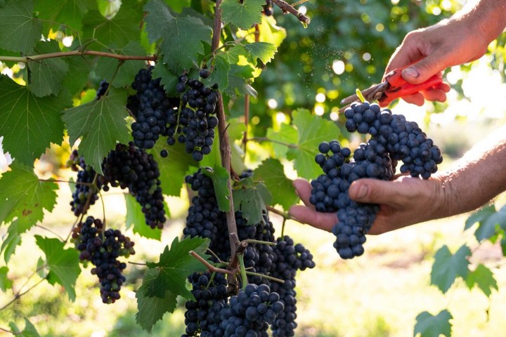 4. Vendimia de uvas para vinagre balsámico. Foto - Acetaia Giusti (Facebook)