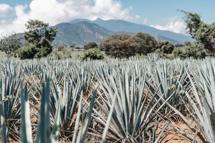 5. Campo de agaves en Jalisco. Foto - Dylan Freedom (Unsplash)