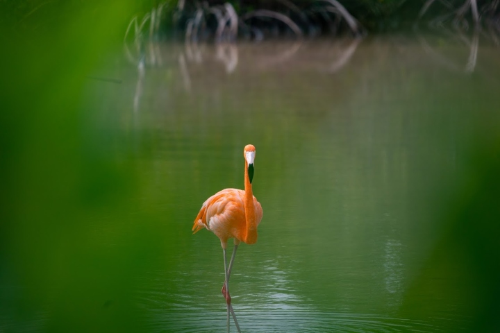 5. Flamenco rosado en manglar de Telchac Puerto. Foto - Archivo Yucatán Travel