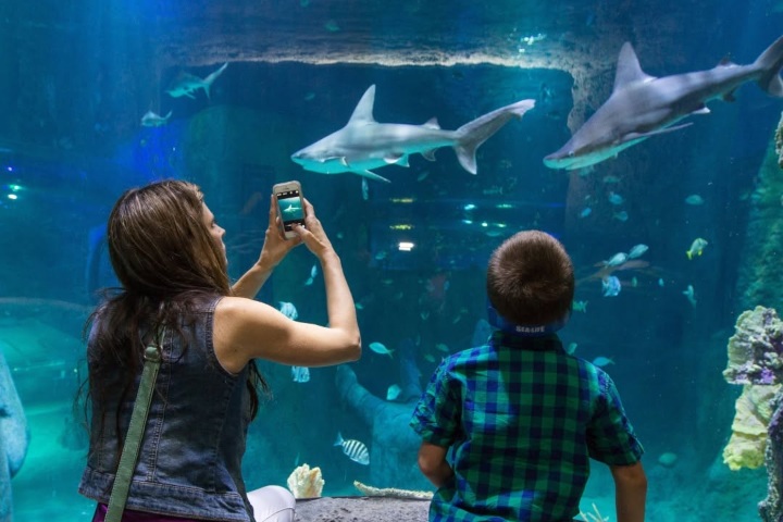5. Madre e hijo mirando tiburones en SEA LIFE Orlando. Foto - SEA LIFE Aquarium (Orlando) (Facebook)