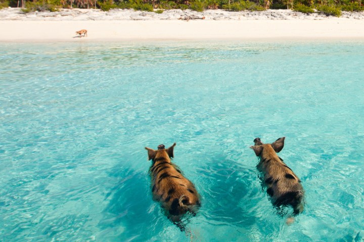 6. Cerdos nadadores en Big Major Cay. Foto - @bahamasairtours (Instagram)