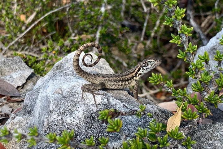 6. Lagarto de cola rizada en el Parque Nacional Blue Holes. Foto - @_tayt (Instagram)