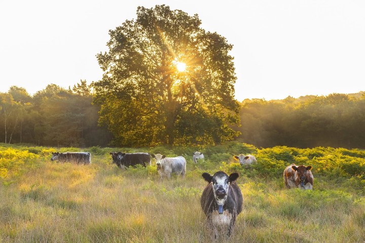 7. Ganado de pastoreo de conservación en Ashdown Forest. Foto - Ashdown Forest (Facebook)