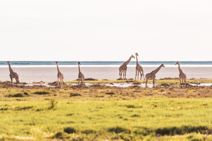 8. Jirafas en paisaje verde de Namibia. Foto - eelco_bohtlingk (Unsplash)