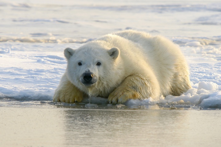 8. Oso polar. Foto - hansjurgen007 (Unsplash)