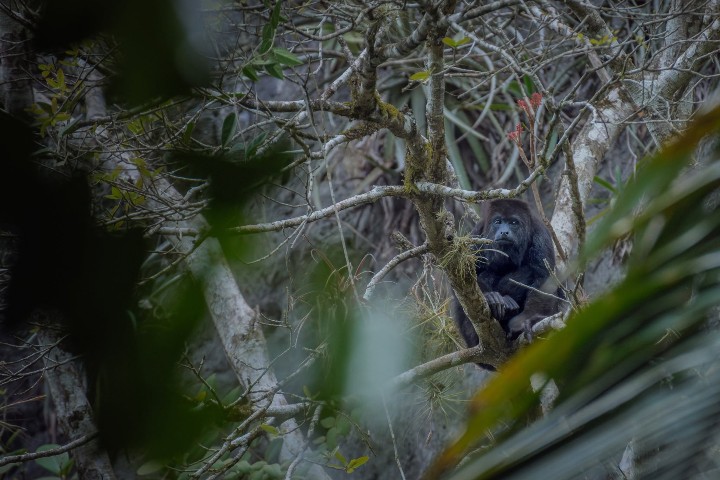 9. Mono aullador en el Parque Nacional Elijio Panti. Foto - Elijio Panti National Park (Facebook)
