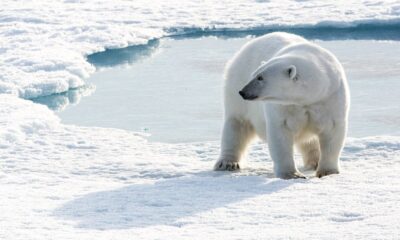 EXPEDICIONES EN EL ÁRTICO, EN BUSCA DEL OSO POLAR. Foto - Archivo Quark Expeditions
