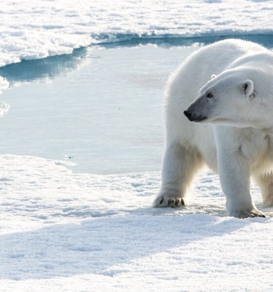 EXPEDICIONES EN EL ÁRTICO, EN BUSCA DEL OSO POLAR. Foto - Archivo Quark Expeditions