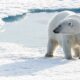 EXPEDICIONES EN EL ÁRTICO, EN BUSCA DEL OSO POLAR. Foto - Archivo Quark Expeditions