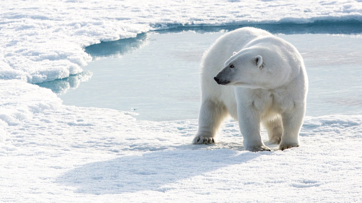 EXPEDICIONES EN EL ÁRTICO, EN BUSCA DEL OSO POLAR. Foto - Archivo Quark Expeditions