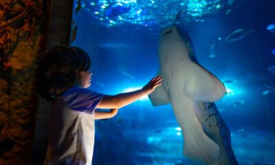VERANO de TIBURONES EN SEA LIFE ORLANDO. Foto - Archivo SEA LIFE Orlando