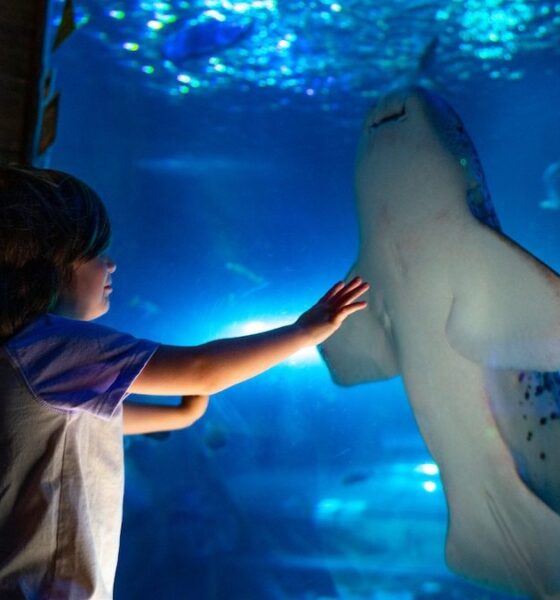 VERANO de TIBURONES EN SEA LIFE ORLANDO. Foto - Archivo SEA LIFE Orlando