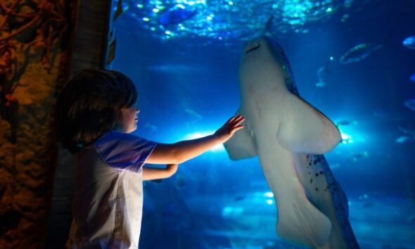 VERANO de TIBURONES EN SEA LIFE ORLANDO. Foto - Archivo SEA LIFE Orlando