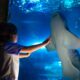 VERANO de TIBURONES EN SEA LIFE ORLANDO. Foto - Archivo SEA LIFE Orlando