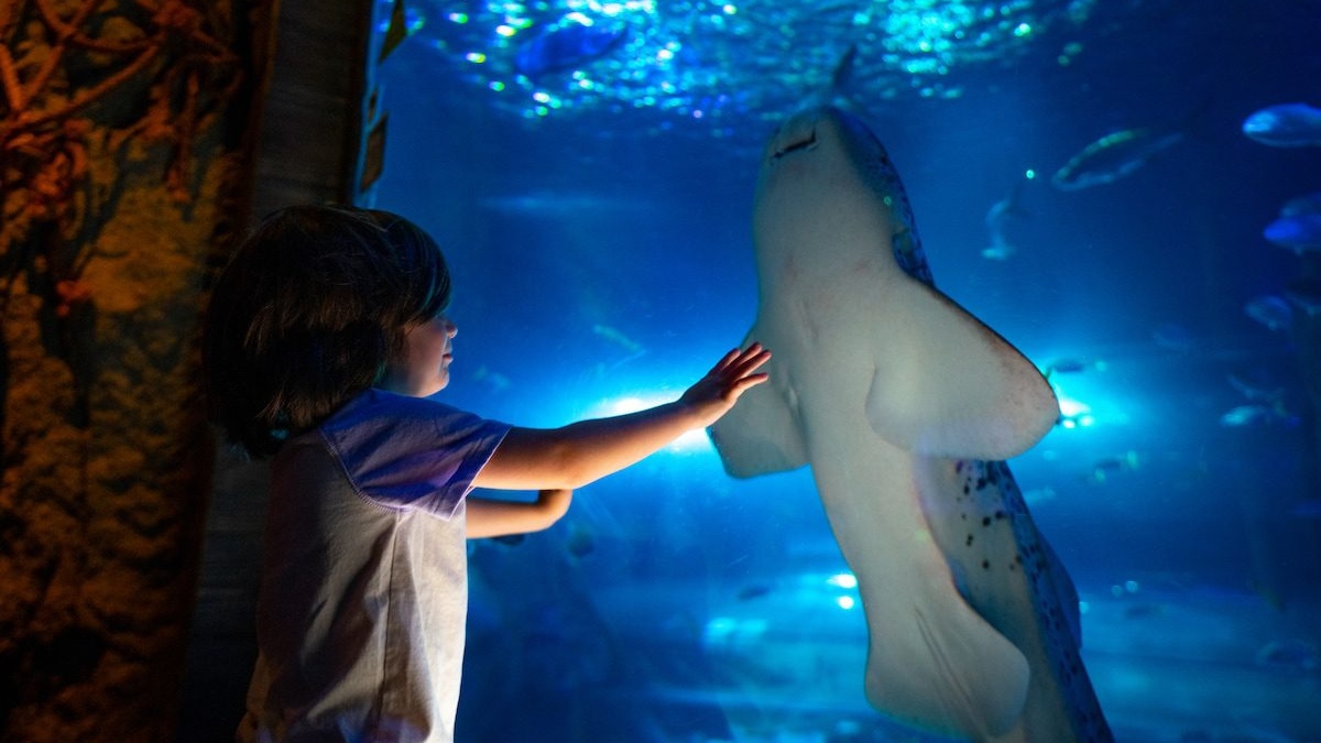 VERANO de TIBURONES EN SEA LIFE ORLANDO. Foto - Archivo SEA LIFE Orlando