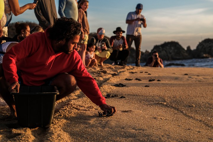 Liberación de tortugas en Costalegre. Foto. - Media Tourism Group
