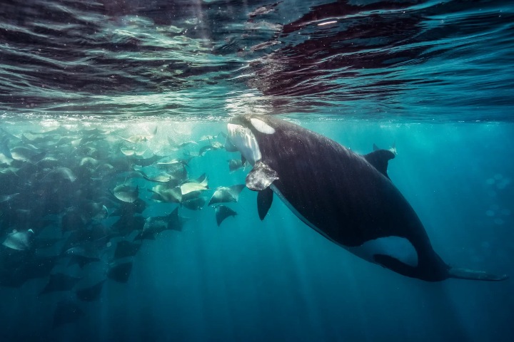 1. Orca comiendo en banco de rayas mobula. Foto - Mexico Travel Adventure