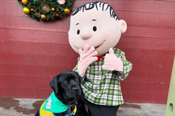 1. Perro en Knott's Berry Farm. Foto - @dexintex (Instagram)