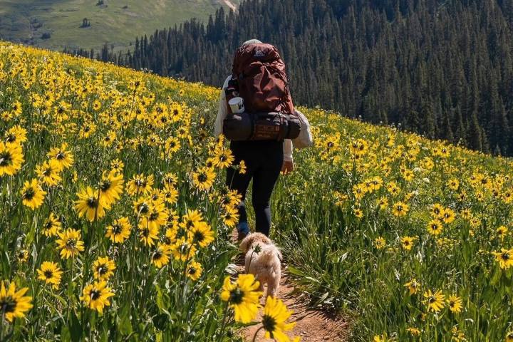 1. Viajera durante la temporada de flores en Crested Butte. Foto - Crested Butte Wildflower Festival (Facebook)