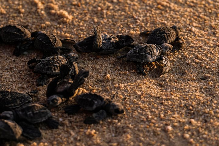 Crías de tortuga emergiendo de la arena. Foto. - Media Tourism Group