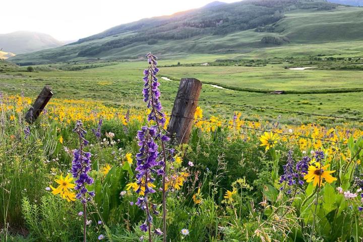 2. Flores silvestres en Crested Butte. Foto - Visit Crested Butte (Facebook)
