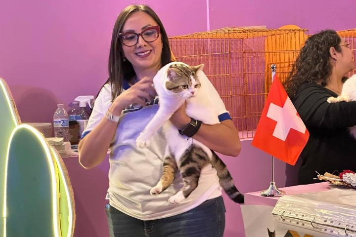 2. Gato durante el Miau & Pets Expo Mascotas México 2026. Foto - @expomascotasmexico (Instagram)