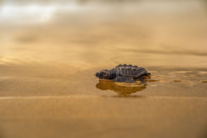 2. Liberación de tortugas. Foto - @visitiz (Instagram)