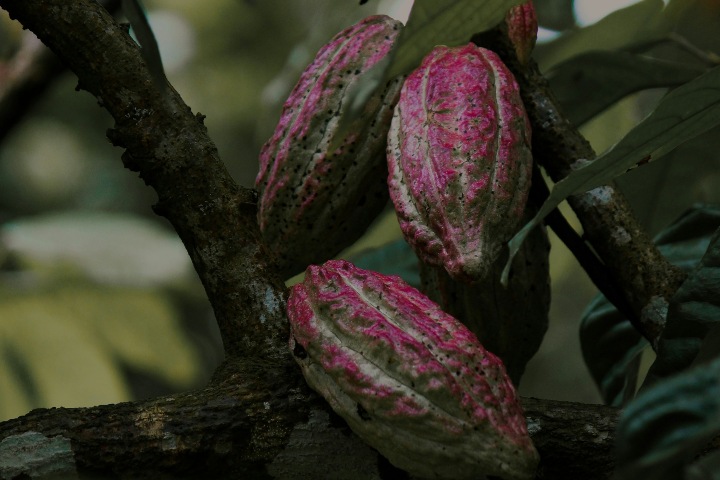 2. Mazorcas de cacao. Foto - Isuru Ranasinha (IUnsplash)