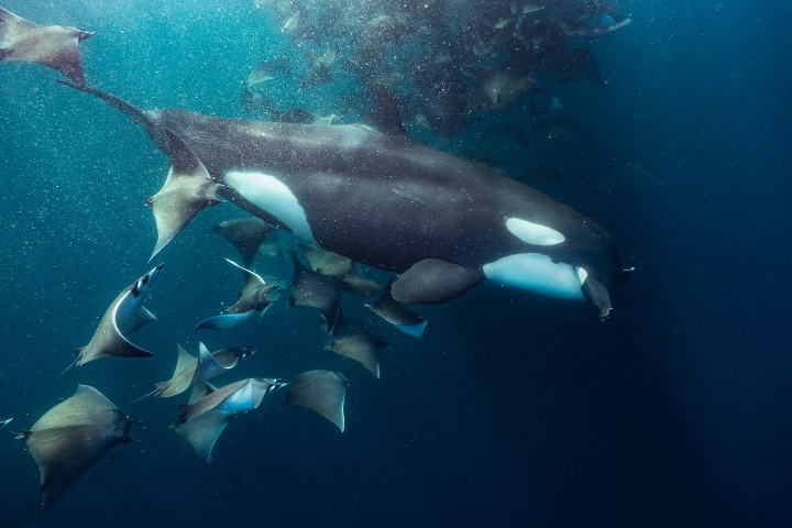 2. Orca comiendo en banco de rayas mobula. Foto - Mexico Travel Adventure