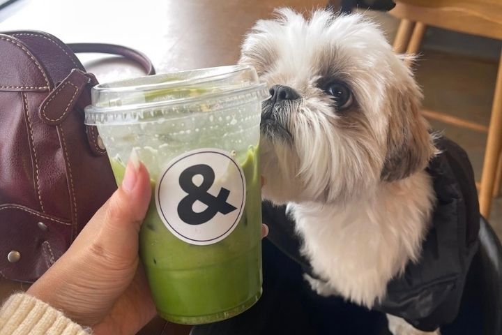 2. Perro en Coffee &. Foto - @simplyycaffeinated (Instagram)