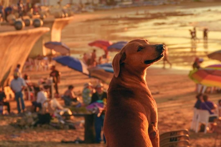 2. Perro en el malecón de Mazatlán. Foto - Conociendo Mazatlán (Facebook)