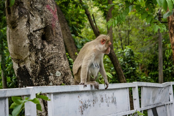 2. Primate en Taman Nagara. Foto - Munoha Tour