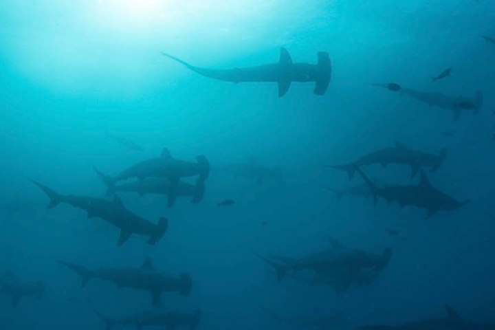2. Sombras de tiburones en Galápagos. Foto - @galapagosskyliveaboard (Instagram)