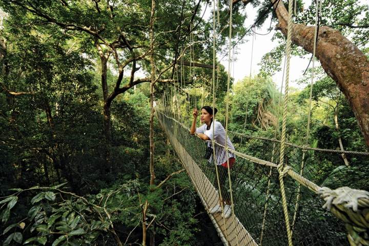 3. Canopy Walk en Taman Negara. Foto - Pahang Tourism