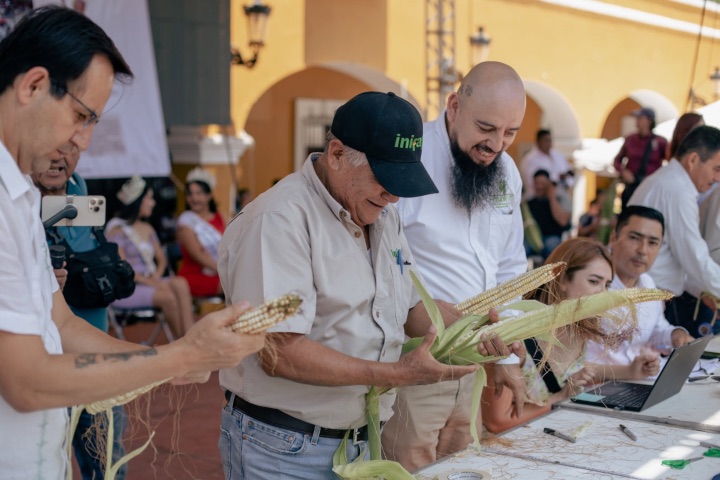 3. Jueces durante el Concurso del Elote Más Grande del Mundo. Foto - Gobierno de Jala (Facebook)