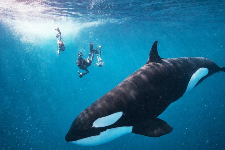3. Nado con orcas. Foto - u_mlimas (Reddit)