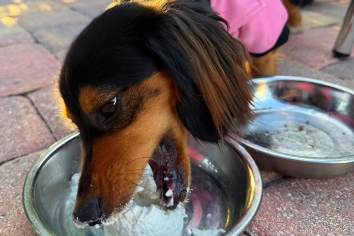 3. Perro comiendo en Rock & Brews. Foto - @rockandbrews (Instagram)