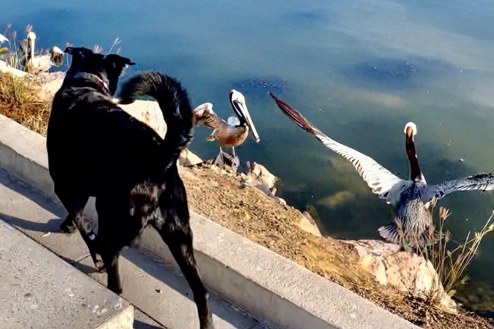 3. Perro en el Parque Central de Mazatlán. Foto - @mina.theborador (Instagram)