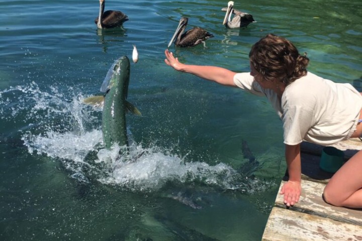 3. Viajera alimentando tarpones en Tarpon Feeding Dock. Foto - tarponviewbelize