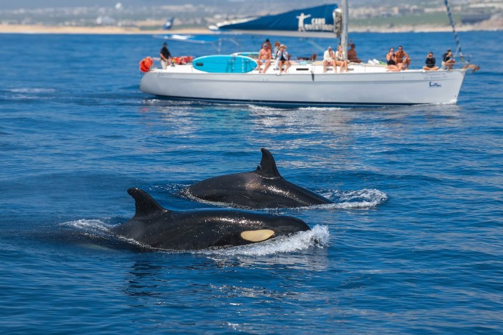 4. Avistamiento de orcas en Baja California Sur. Foto - Cabo Adventures (Facebook)